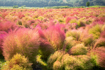 Wall Mural - A field of colorful broom cypress