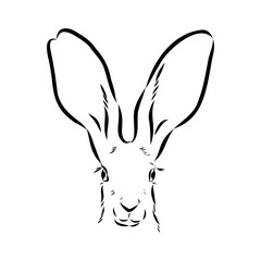 Wall Mural - Wild Hare, Hand-Drawn Vector, Graphic Style, Abyssinian hare, vector sketch