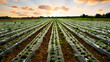 © daphnusia - Strawberry field at sunset.  Strawberry seedlings growing in film covered soil. Industrial farmland