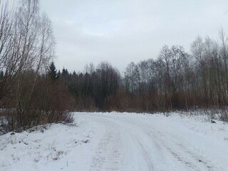 Road in forest in Siauliai county during cloudy winter day. Oak and birch tree woodland. Cloudy day with white clouds in sky. Bushes are growing in woods. Sandy road. Nature. Winter season. Miskas.