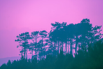 Wall Mural - mediterranean pine forest against sunset cloudy sky. nature background