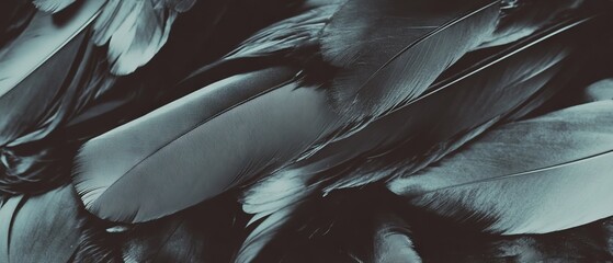 Poster - Swirling dark feathers create a dramatic contrast against a black backdrop showcasing soft textures