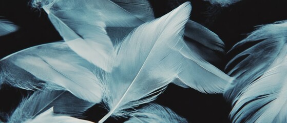Poster - Swirling dark feathers create dramatic textures against a black backdrop at twilight