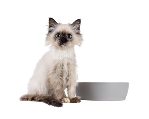 Poster - Adorable tortie Sacred Birman cat kitten, sitting up facing front beside gray food bowl. Looking towards camera with blue eyes. Isolated cutout on a transparent background.
