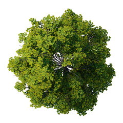 Wall Mural - tree top view plant landscape architecture nature garden aerial render. trees branch isolate collect