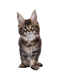Leinwandbilder - Pretty Maine Coon cat kitten, standing facing front. Looking towards camera. Isolated cutout on a transparent background.
