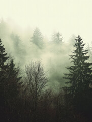 Wall Mural - misty landscape with mountains and dark moody fir forest in hipster vintage retro style