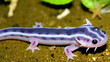 © Maria - Axolotl, a salamander with regenerative abilities, can regrow lost limbs and even parts of its brain and heart.
