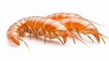 Three orange crustaceans on white background.