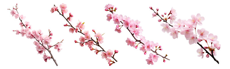 Wall Mural - Sakura cherry blossom branch png cut out element set, transparent background