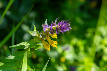 Wall Mural - Wood cow-wheat, colorful meadow flower, detail of summer flower, Melampyrum nemorosum