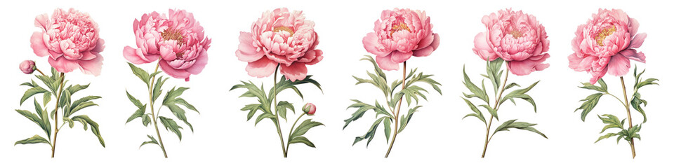 Poster - Vintage pink peony floral illustration, PNG element set on transparent background