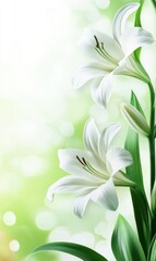 Poster - White lilies bloom vibrantly in a soft green background with ample copy space for text placement and mock up designs. Generative AI