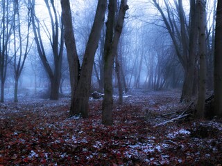 Wall Mural - Dark forest in fog in late autumn. Red fallen leaves with snow. Bare trees in fog at dusk. Mysterious fall landscape.