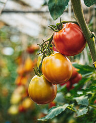 Wall Mural - Tomatoes growing in greenhouse. Organic agriculture. Eco green business.