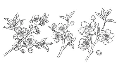  Collection of cherry blossom branches with beautiful flowers and buds in black on white background. Hand drawn vector sketch illustration in doodle engraved vintage line art style. Floral botanical