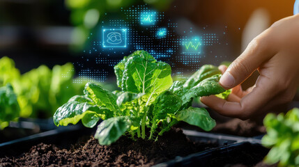 Aufkleber - close up of sustainable farming techniques showcasing healthy lettuce plants with digital monitoring icons. This highlights integration of technology in agriculture