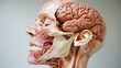 © Natchooda - An anatomical cutaway of a human skull, displaying brain anatomy, blood vessels, and nerve pathways, offering a clear, detailed view of the inner workings of the human head
