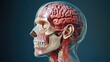 © Natchooda - An anatomical cutaway of a human skull, displaying brain anatomy, blood vessels, and nerve pathways, offering a clear, detailed view of the inner workings of the human head