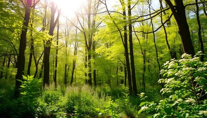  forest park in the sunny morning