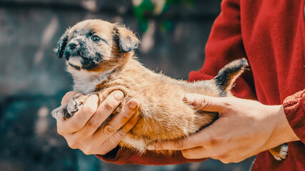 shelter purebred one-eyed puppy in the arms of woman wears red jacket