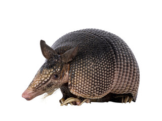 Fototapete - Nine banded Armadillo aka Dasypus novemcinctus, sitting towards camera. Looking to camera. Isolated cutout on a transparent background.