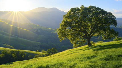 Wall Mural - tranquil landscape featuring large tree on green hillside, bathed in sunlight, evokes sense of peace and serenity