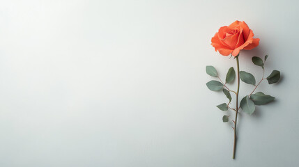 Poster - Captivating symbol of love orange rose blossom minimalist setting floral photography soft background close-up perspective beauty in simplicity