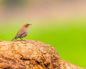 Wall Mural - A Indian Robin