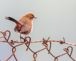 Wall Mural - A Indian Robin