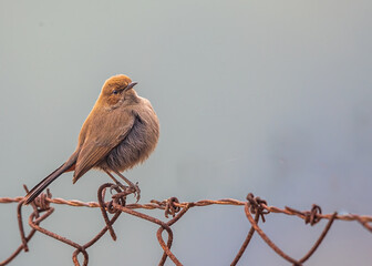 Wall Mural - A Indian Robin