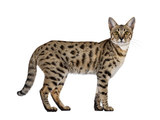 Fototapete - Gorgeous F6 Savannah cat, standing side ways. Looking straight to camera. Isolated cutout on a transparent background.