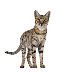 Poster - Gorgeous F6 Savannah cat, standing facing front. Looking straight to camera. Isolated cutout on a transparent background.