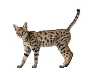 Poster - Gorgeous F6 Savannah cat, walking side ways. Looking straight to camera. Isolated cutout on a transparent background. Tail fierce in air.
