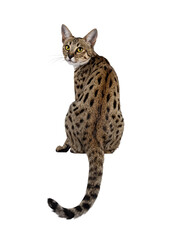 Fototapete - Gorgeous F6 Savannah cat, sitting backwards on edge. Looking over shoulder straight to camera. Isolated cutout on a transparent background.