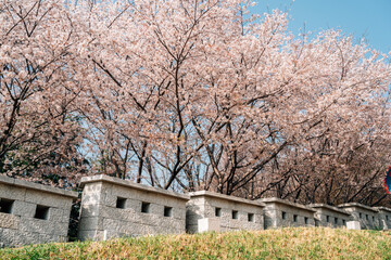 Wall Mural - Dongnae Eupseong fortress and cherry blossom in Busan, Korea