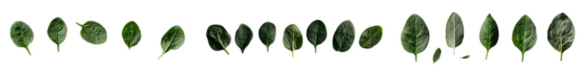 Poster - Transparent background showcasing fresh, green baby spinach leaves