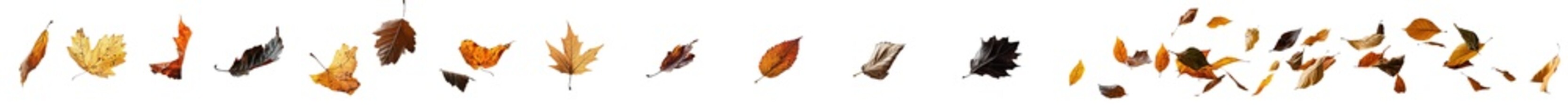 Poster - Solitary autumn leaves, blown by the wind, isolated on a transparent background