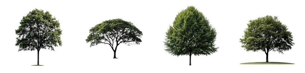 Poster - An individual tree with a transparent backdrop, appropriate for use in landscaping, hailing from Thailand, Asia