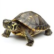 © Serhii - Lone Turtle on Clean White Canvas: A Reptile's Journey from Ocean Depths to Surface Serenity