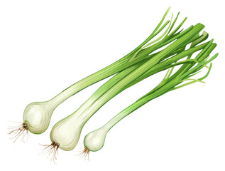 Poster - PNG Scallion vegetable plant food.