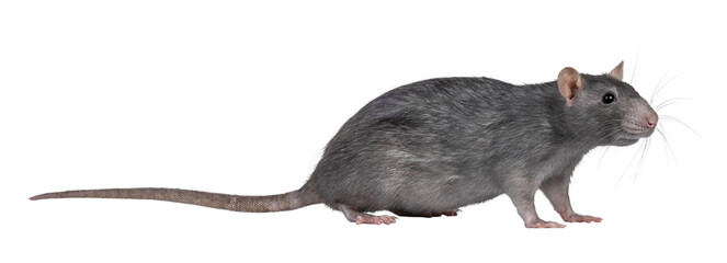 Poster - Beautiful adult rat, standing side ways. Head up looking beside camera. Isolated cutout on a transparent background.