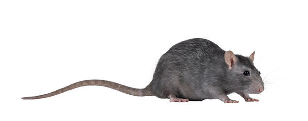 Poster - Beautiful adult rat, standing side ways. Head down looking side ways. Isolated cutout on a transparent background.