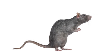 Poster - Beautiful adult rat, standing side ways on hind legs. Head up looking to the side. Isolated cutout on a transparent background.