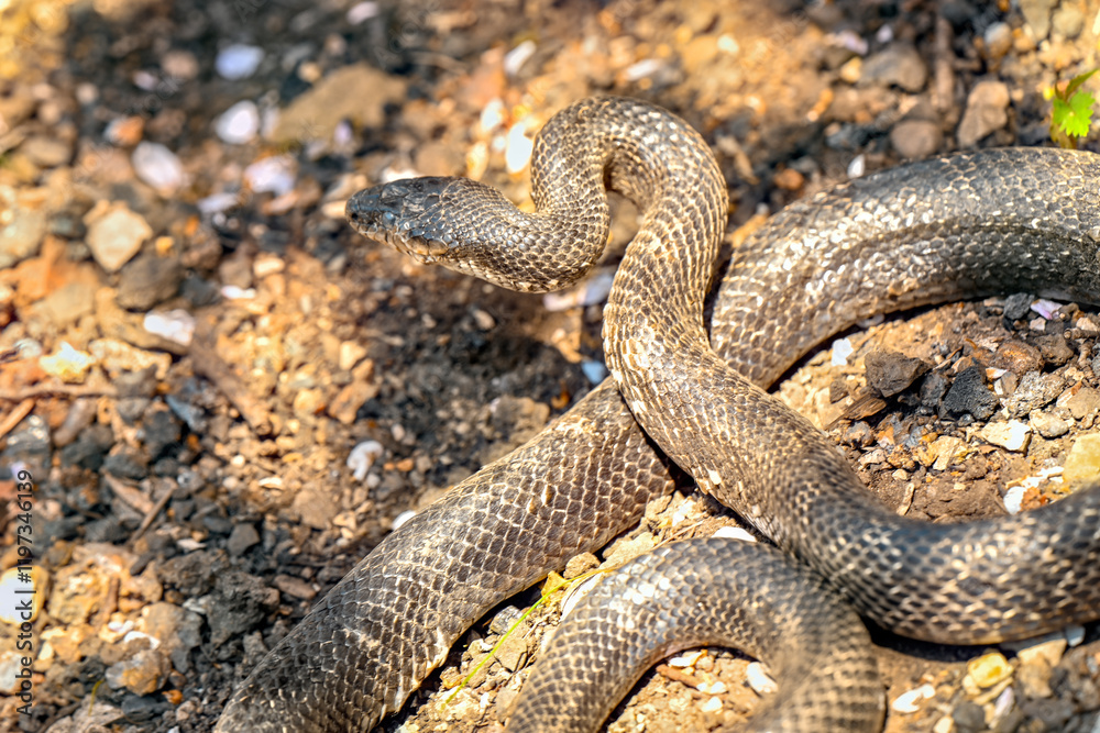 Garter snake - These snakes are quite common and are known for their ...