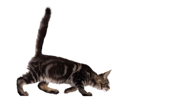 Pretty black tabby blotched Maine Coon cat kitten, walking side ways hunting with head low and tail fierce up. Looking away from camera. Isolated cutout on a transparent background.