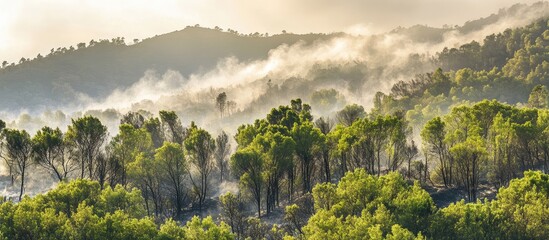 Poster - Misty forest landscape at sunrise with green trees and rolling hills in the background Copy Space