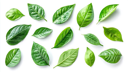 Wall Mural - A collection of various green leaves isolated on white background.