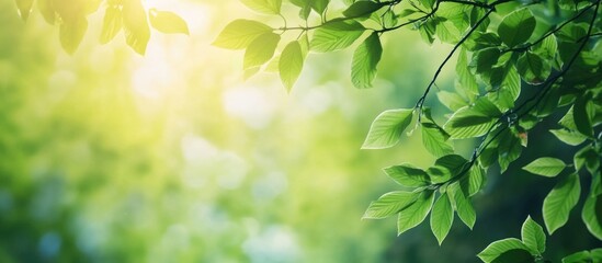 Poster - Green leaves with sunlight filtering through branches in a blurred natural background Copy Space