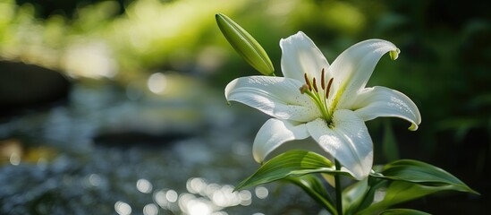 Poster - White lily flower with green leaves against a blurred background of flowing water and bokeh effect, ideal for nature themes and designs Copy Space.